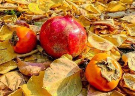 جشنواره انار و خرمالوی شیراز