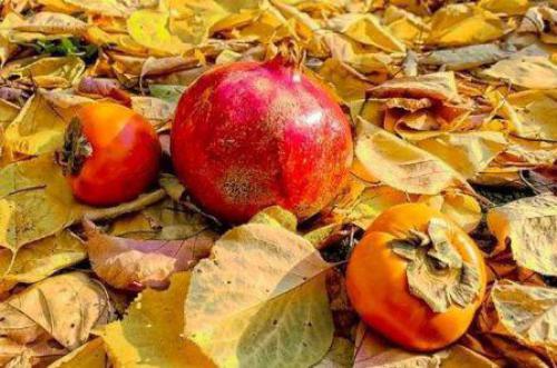 جشنواره انار و خرمالوی شیراز