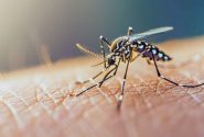 بیماری تب دنگی را بشناسیم؛ از پیشگیری تا نشانه ها