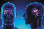 استرس مزمن چه آسیبی به مغز می رساند؟
