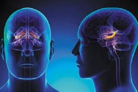 استرس مزمن چه آسیبی به مغز می رساند؟