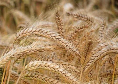 پیش‌بینی تولید ۱.۳ میلیون تن گندم در فارس