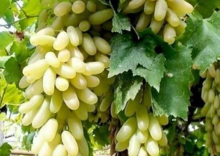 برداشت انگور از ۴۲۸۲ هکتار از تاکستان های شیراز ادامه دارد
