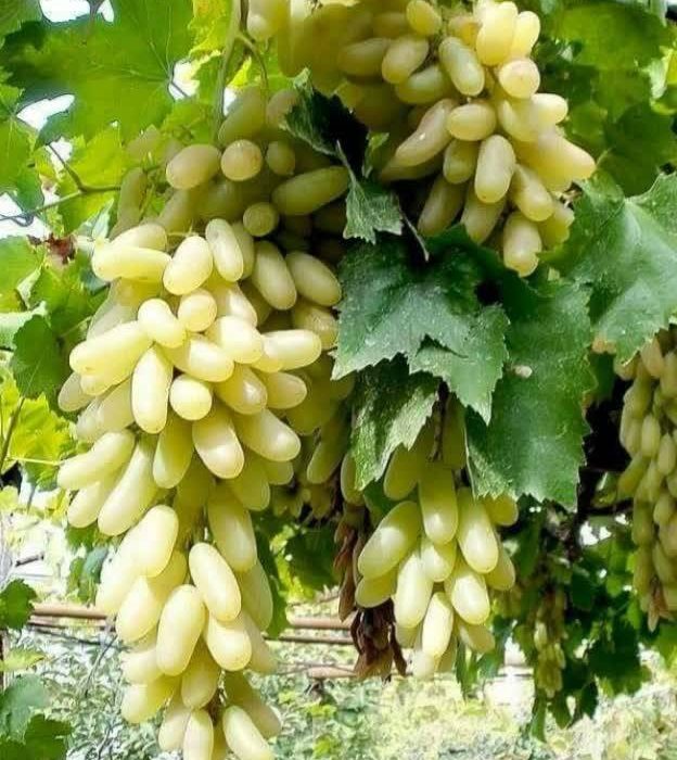 برداشت انگور از ۴۲۸۲ هکتار از تاکستان های شیراز ادامه دارد